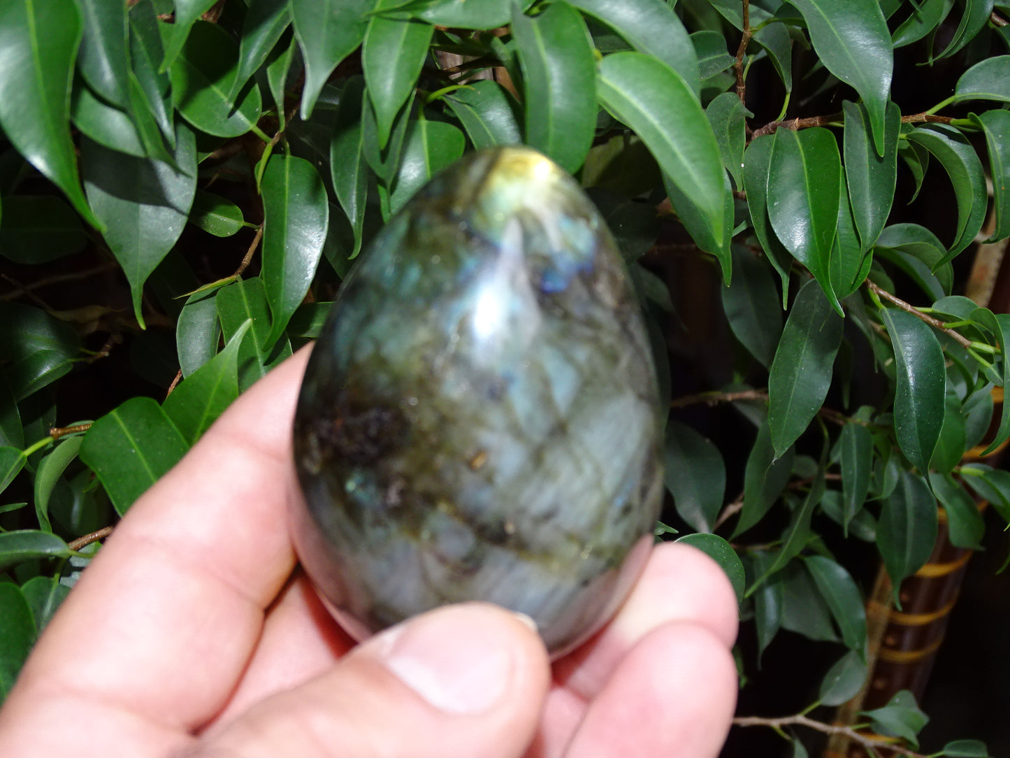 Oeuf en labradorite bleue, de 70 millimètres de hauteur x 50 mm de diamètre, poids 243 grammes. Très belle qualité, parfait pour une collection !