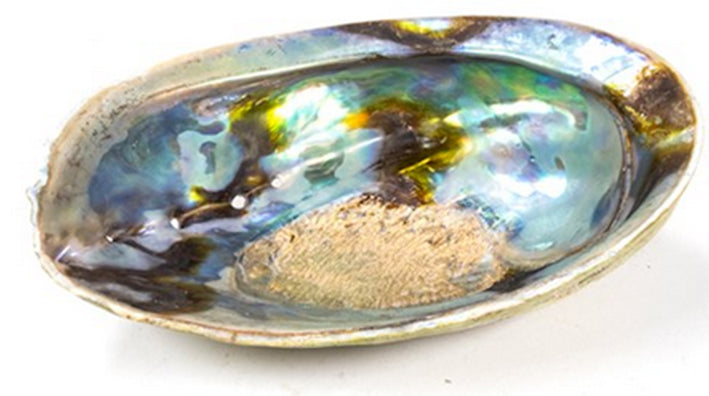 L'Abalone, coquille d'ormeau arc-en-ciel, ou Haliotis Iris, a de belles couleurs, principalement bleues et vertes et cette variante de la nacre est appelée paua par les Maoris, la population d'origine de la Nouvelle-Zélande.