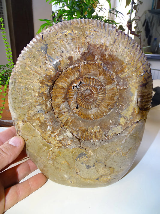 Fossile d'Ammonite dans de la Septaria, pièce unique de 20x20x10 centimètres, 7,7 kilogrammes. En provenance de Madagascar, très belles pièces de minéralogie ! Superbe !